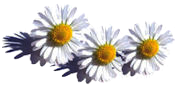 margrieten